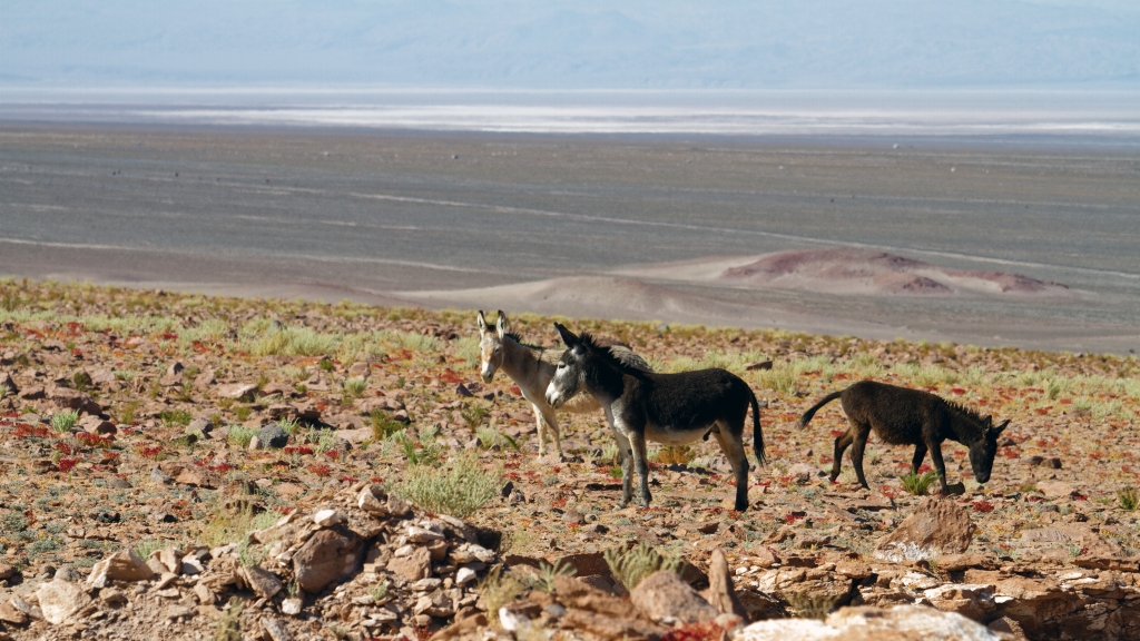 01 - Désert d'Atacama (3).jpg